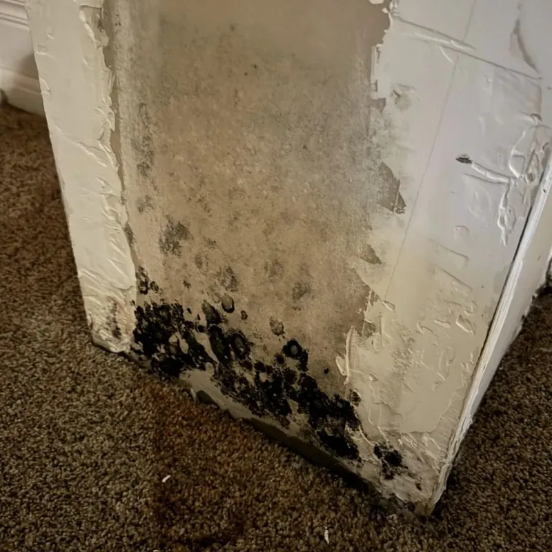 Professional Mold Removal in Sherman, IL